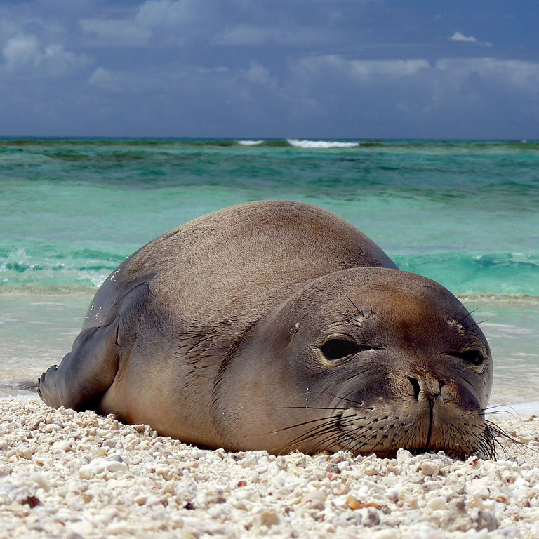 monk seals